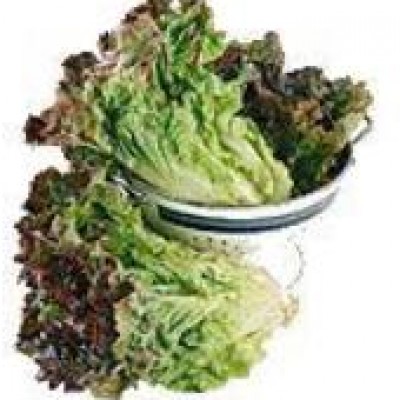 Red Leaf Lettuce