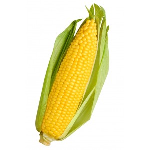 White Corn