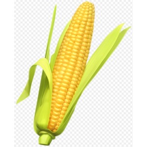 Yellow Corn